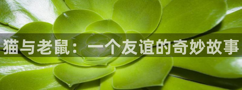 一竞技测速网站填什么：猫与老鼠：一个友谊的奇妙故事